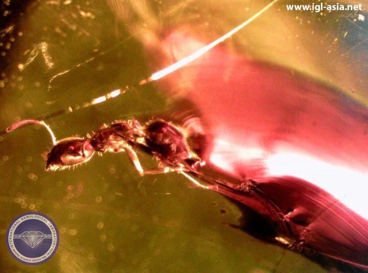 An Ant is Trapped in a Natural Amber, simply fascinating and interesting - Photo by: Naveed Zafar G.G., AJP (GIA).